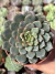 Echeveria Swallow - Pote 9 na internet
