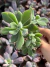Echeveria Pulvinata Ruby - Pote 9 - comprar online