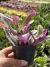 Tradescantia Nanouk - Pote 9 na internet