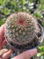 Mammillaria 22 - Pote 9 na internet