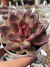 Echeveria Abundant Rose - Pote 9 - comprar online