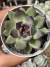 Echeveria Black Bear - Pote 9