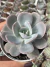 Echeveria Sweet Moon - Pote 9 - comprar online