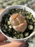 Lithops Cacto-Pedra 18 - Pote 6 - comprar online