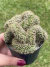 Cacto Cérebro (Mammillaria Prolifera) - Pote 9 na internet