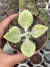 Kalanchoe Gastonis Bonnieri - Orelha de Burro - Pote 9