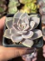 Echeveria Ceniza - Pote 8 - comprar online