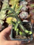 Crassula Pyramidalis - Pote 8
