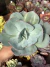 Echeveria Gila - Pote 12 - comprar online