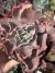 Echeveria Gibbiflora Fury Variegata - Pote 11