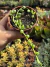 Colar de Melancia (Curio Herreanus) - Pote 9