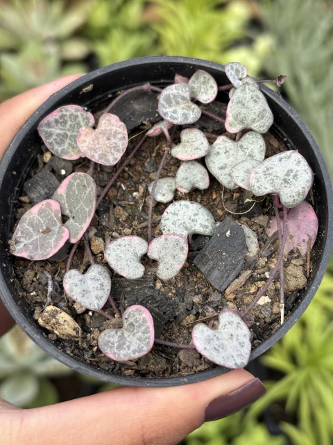 Coração Emaranhado Variegata (Ceropegia woodii) - Pote 9