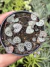 Coração Emaranhado (Ceropegia woodii) - Pote 9
