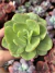 Echeveria Lawrence - Pote 9
