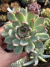 Echeveria Cherry- Pote 9 - comprar online