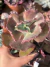 Echeveria Gibbiflora Kavaradossi - Pote 9 - comprar online