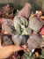 Echeveria Gibbiflora Magic Lamp - Pote 11 - comprar online