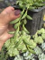 Colar-de-Bananinha (Curio Radicans) - Pote 8 - comprar online