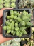 Pachyphytum Compactum (Diamante) - Pote 8
