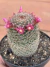 Mammillaria 10 - Pote 11 - comprar online