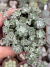 Sedum spathulifolium Cape Blanco - Pote 9