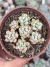 Echeveria Amoena Microcalyx - Pote 9