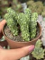 Peperomia Columella - Pote 9
