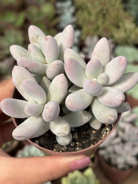 Baby Fingers Rose (Pachyphytum Rzedowskii)- Pote 9
