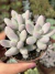 Baby Fingers Rose (Pachyphytum Rzedowskii)- Pote 9