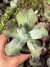 Echeveria Gibbiflora Culibra - Pote 9