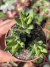 Haworthia Reinwardtii - Pote 9 - comprar online