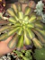 Aeonium Kilimanjaro - Pote 9 - comprar online