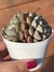 Echeveria Wing Shawi - Pote 9 na internet