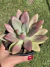 Echeveria Rose Crow - Pote 11 na internet
