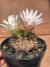 Gymnocalycium Mihanovichii - Pote 9 na internet
