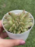 Echeveria Agavoide Gilva Cristata - Pote 9 na internet