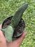 Gasteria Carinata - Pote 9 - comprar online