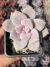 Graptopetalum Superbum - Pote 8 na internet