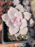 Graptopetalum Superbum - Pote 8 - comprar online