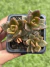 Lenopetalum Chocolate - Pote 8 - comprar online