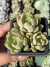 Echeveria Pen Ar Ru - Pote 8 na internet