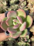 Echeveria Rezry - Pote 8 - comprar online