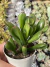 Orelha de Fiona (Crassula Ovata Hobbit) - Pote 9 - comprar online