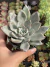 Echeveria Lady Lyana (Argentina) - Pote 9 - comprar online