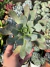 Aeonium Kunkel - Pote 11