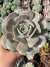 Echeveria Pink Flamingo - Pote 9 - comprar online