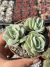 Echeveria Lovely Rose - Pote 9 - comprar online