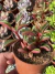 Peperomia Graveolens - Pote 9 - comprar online