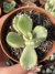Pata de Urso Variegata Branca - Pote 9