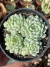 Echeveria butterball (colônia) - Pote 9